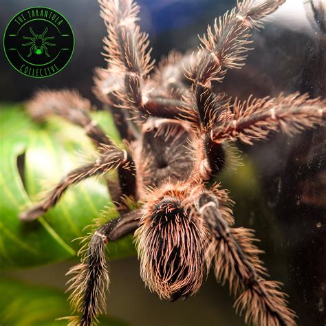 brazilian salmon pink birdeater for sale|salmon pink toe tarantula.